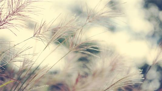 爱可以使人感到幸福