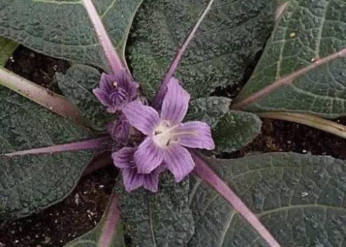 一切都不能太过冲动