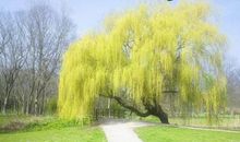 描写柳树的段落