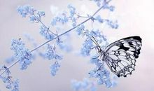 唯美悲伤的句子：心没了归属到哪里都是流浪