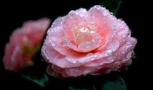 3.8女神节最经典祝福语