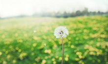 描写原始森林的句子