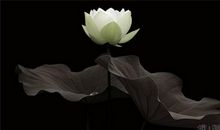 描写禅意的句子