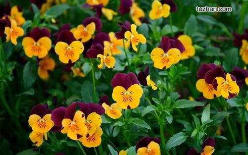 编辑编辑了一些赞美感情的简短句子