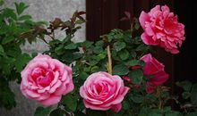 关于月季花的朋友圈说说 朋友圈晒月季的说说