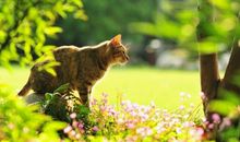 形容亲情的成语解释和句子