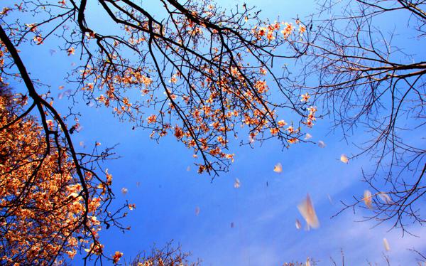    花落的感伤句  1