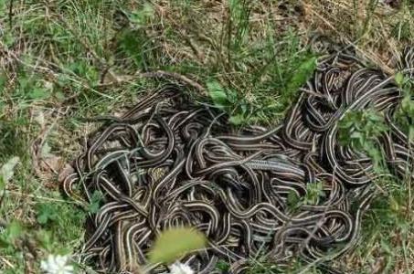 梦见路上的许多蛇