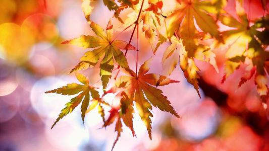 编辑编辑了一些描述情感的简短句子