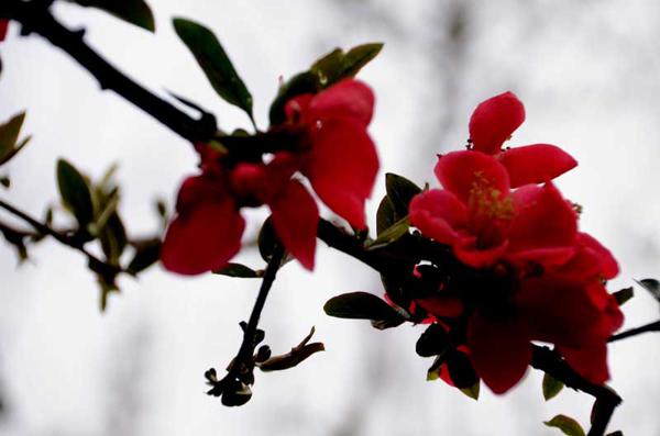 秋海棠花有一个非常美丽的名字