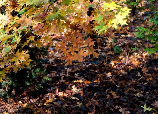   我认识到生命是一个简短的句子  1