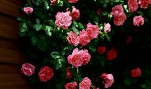 关于蔷薇的优美句子