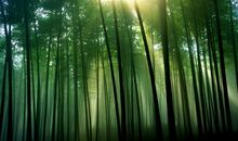 描写竹林的句子