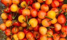 吃樱桃的朋友圈说说 又到了吃樱桃的季节的说说