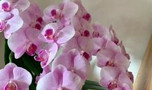 蝴蝶兰开花发朋友圈说说