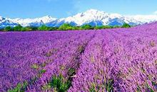 关于薰衣草的优美句子