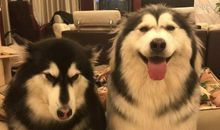 表示后悔的搞笑句子