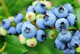 如果您感到幸福