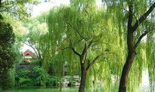 描写春天柳树的好句