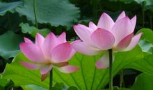 描写夏天荷花的诗句