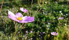 具体描写心情开心的句子