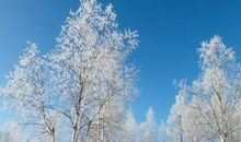 描写真挚友情的句子