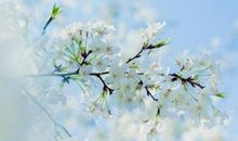 摘抄春天的句子 表达春天的朋友圈说说