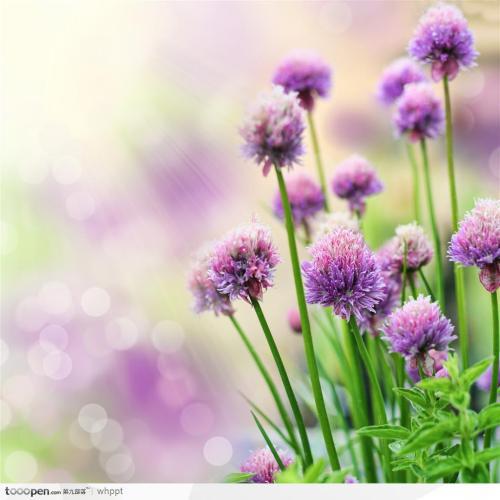 变成了春天的泥浆来保护花朵