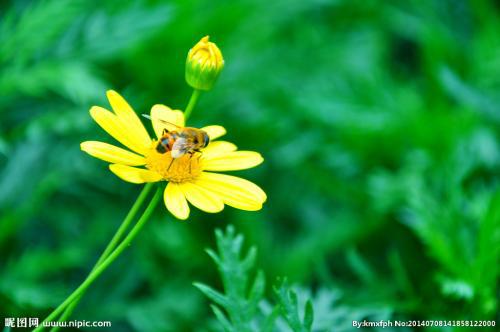 落红不是无情的事