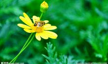 描写花的名言诗句