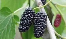 摘桑葚朋友圈说说 关于摘桑葚的说说