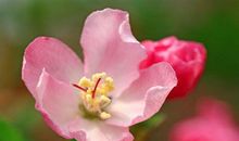 2020春天来了朋友圈说说 表达春天的朋友圈说说