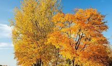 描写秋天风景的诗句