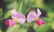 人生短暂好好珍惜说说 一辈子很短暂的说说