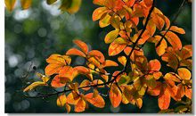 心烦无奈的句子