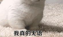 表示对自己无语的说说 对自己无语的搞笑句子