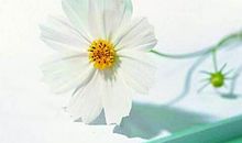 古风文艺范句子大全30句