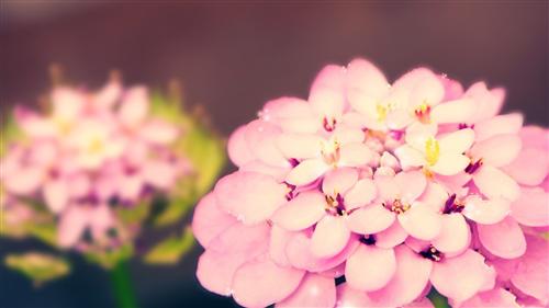 向最美丽的士兵致敬