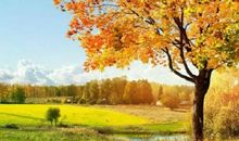 描写秋天优美的句子