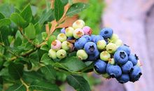 远隔千山万水亲情的句子