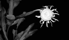 昙花凋零后，剩下的只有回忆