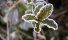 关于描写秋霜的诗句