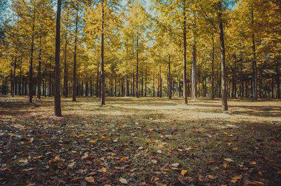 热水茶叶变成浓稠的鼻子