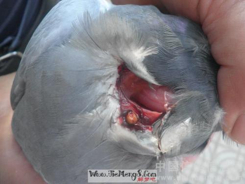   梦见一个女人生了一个孩子