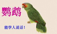 描写鹦鹉的句子