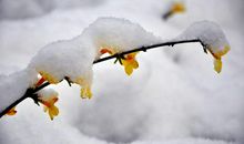 描写春雪的句子