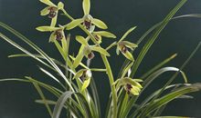 描写兰花的句子