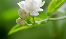 发给客户问候短信