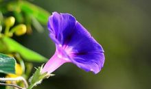 心情开心描写的句子