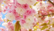 唯美诗意的句子:用我三生烟火,换你一世迷离